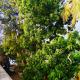 Shashini Beach Resort, Arugam Bay (foto 2)