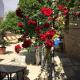 White Garden Hotel-Adult Only, Antalya - Photo 9