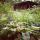 Cecropia Ecolodge, Фортуна - Фото 8