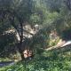 Villa Olivari - apt la Lavanda, Camogli (Foto 8)