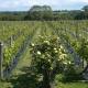 Glyndwr Vineyard Cowbridge - Photo 10