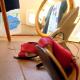 MissOrtelia B&B, Amsterdam (photo 8)