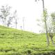 Ella Tea Land View, Ella