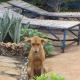 Bahati Diani House Glamping, Diani Beach - Fotografie 8