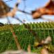 Weingut Zirngast, Leutschach (Foto 9)