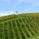 Weingut Zirngast, Leutschach (Foto 10)