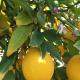 LEMON TREE, Trogir - Photo 2