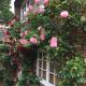 Rose Cottage, Ludham (fotografie 2)