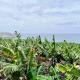 Banana Paradise, La Orotava (fotografie 5)