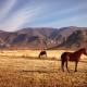 Dynasty Red Mountain Ranch, Clarens (foto 6)