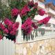Three Graces Holiday Houses Complex, Laganas (fotografie 9)