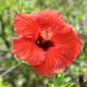Hibiscus Bed & Breakfast Waihi Beach - Photo 9