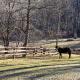 Emerald Gate Farm Cabin w/ On-Site Fishing Pond!, Waynesville (Foto 3)