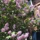 Shabby House, Sapporo (photo 5)