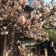 Shabby House, Sapporo (photo 6)