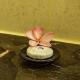 Aanari Hotel & Spa- Mauritius, Flic-en-Flac (foto 7)