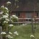 Starvegoose Cottage, Goudhurst (fotografie 2)