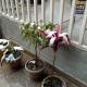 Hotel Milam Inn, Almora - Φωτογραφία 8