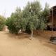 Grand Sud, la maison de sable, Douz (photo 6)