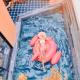 Hoi An 2BR private Pool Villa - Walk to Old Town, Hội An - Photo 9