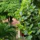 Spring Garden Homestay, Phu Quoc (fotografie 10)