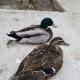 Pensiunea Filonul de Aur, Abrud - 写真 9
