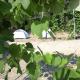 Camping Jungle in Borsh - Photo 10