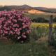 Agriturismo Barbicate, Сатурния (фото 4)