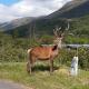 Etive Pod, West Highland Way Holidays Kinlochleven - Fotografie 9