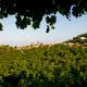 Apartment Sunrise, Sighnaghi (photo 2)