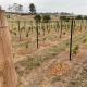 Rosehill Vines, Millfield (foto 6)