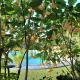 FIGTREE GUESTHOUSE, Maputo (photo 6)
