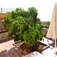 Apartamentos Casa Junonia, Alajeró (fotografie 10)