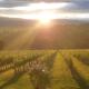 Wein- und Weitblick, Gleinstätten (photo 2)