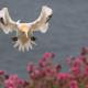 Happy Days Holidays, Flamborough (fotografie 8)