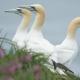 Happy Days Holidays, Flamborough (fotografie 9)