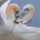 Happy Days Holidays, Flamborough (fotografie 10)