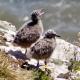 Happy Days Holidays, Flamborough (fotografie 5)