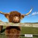 Glampods Glamping Pod - meet Highland Cows and Sheep Elgin Элгин - Фото 7