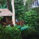 Our Jungle House