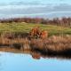 't Schouws Uusje, Burgh-Haamstede (Foto 10)