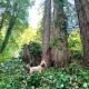 Artist's Perch, Guerneville (fotografie 4)