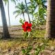 Hibiscus Beach House, Pangani (foto 6)