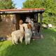 Alpakatherapie und Ferienhof Charlottenthal, Charlottenthal - Photo 7