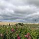 Crossgates, Rosehearty, Rosehearty (fotografie 3)