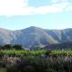 Klaasvoogds Cottages, Robertson (foto 6)