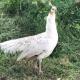 Y Twlc Mochyn - EcoFriendly - Farm Animals, Corwen (zdjęcie 10)