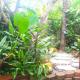Elevated Tropical House, Casuarina (foto 2)