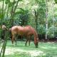 Mindo Eco Chalet, Rio y Cascadas, Mindo (foto 6)