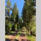 Agréable chalet Au milieu des sapins, La Plaine des Cafres - Φωτογραφία 3